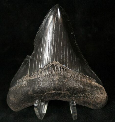 Black Megalodon Tooth - Georgia #14491